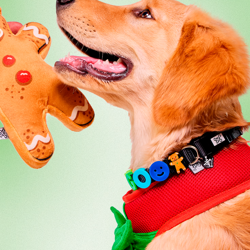 GALLETA PERRUNA / GUMMY CHARM